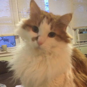 Meet your Posher, Angie